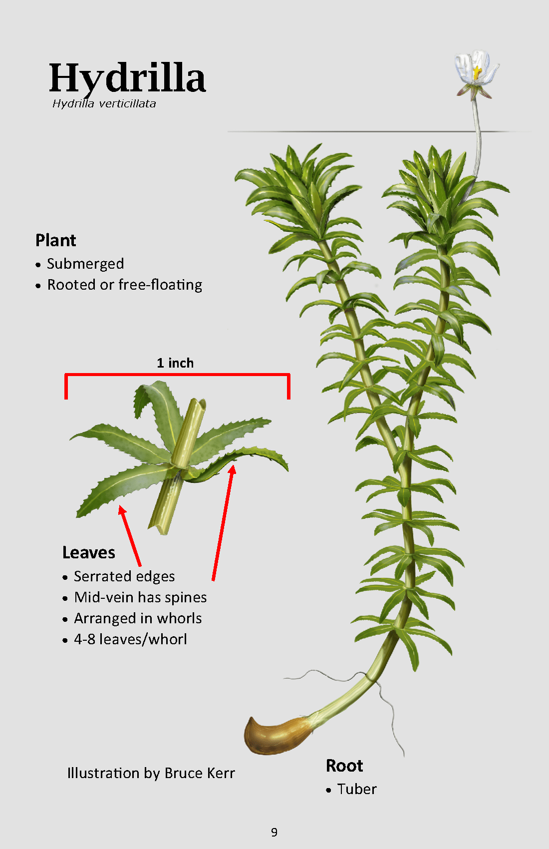 Hydrilla is characterized by serrated leaves, generally in whorls of five, surrounding long stems. Illustration by Bruce Kerr.