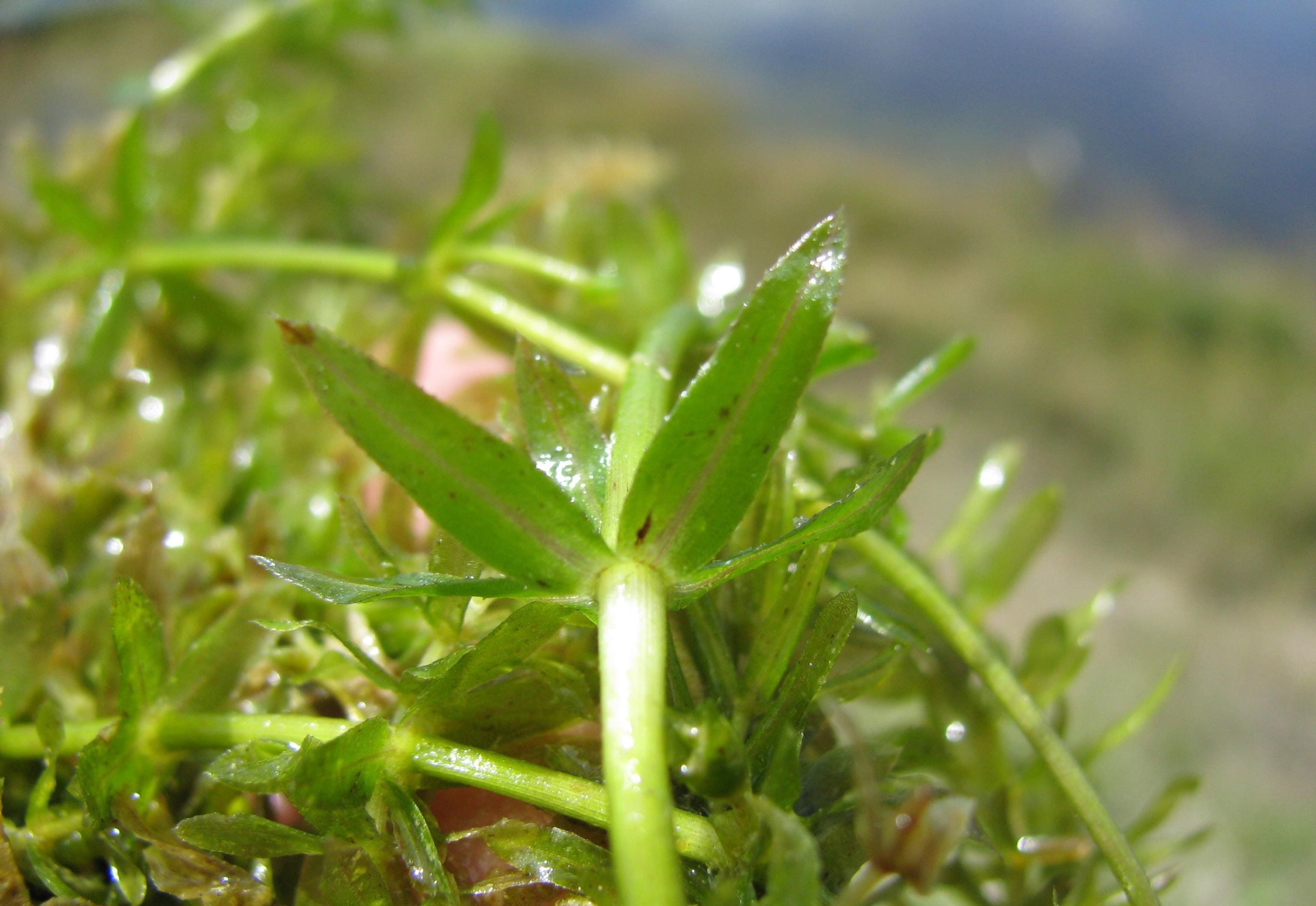 Invasive hydrilla can spread easily and quickly in lakes, ponds, and streams. Photo courtesy of Leslie J. Mehrhoff, University of Connecticut, Bugwood.org.