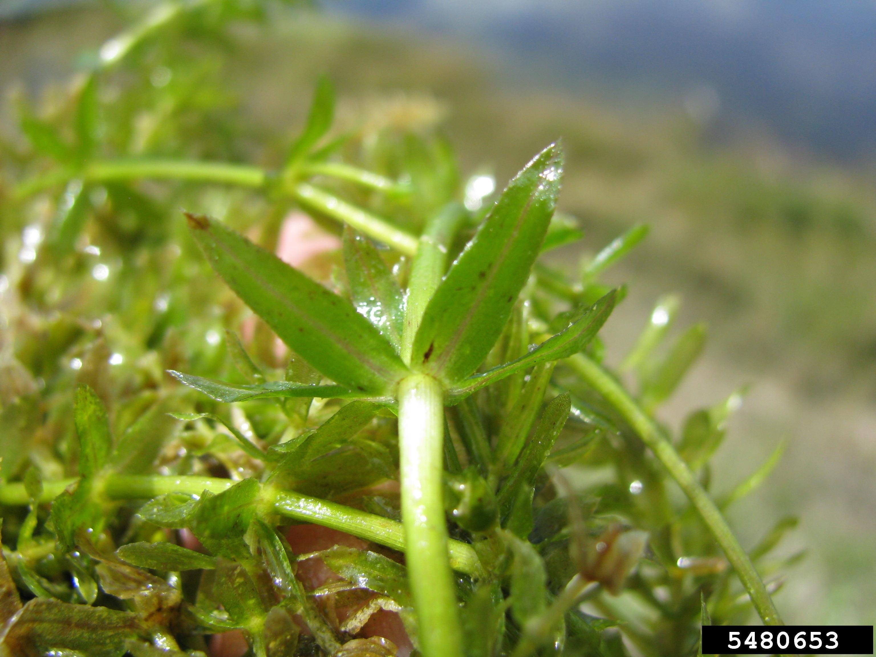 Hydrilla stalk that can spread easily and quickly in lakes, ponds, and streams. Courtesy of Univ. of Connecticut, Bugwood.org