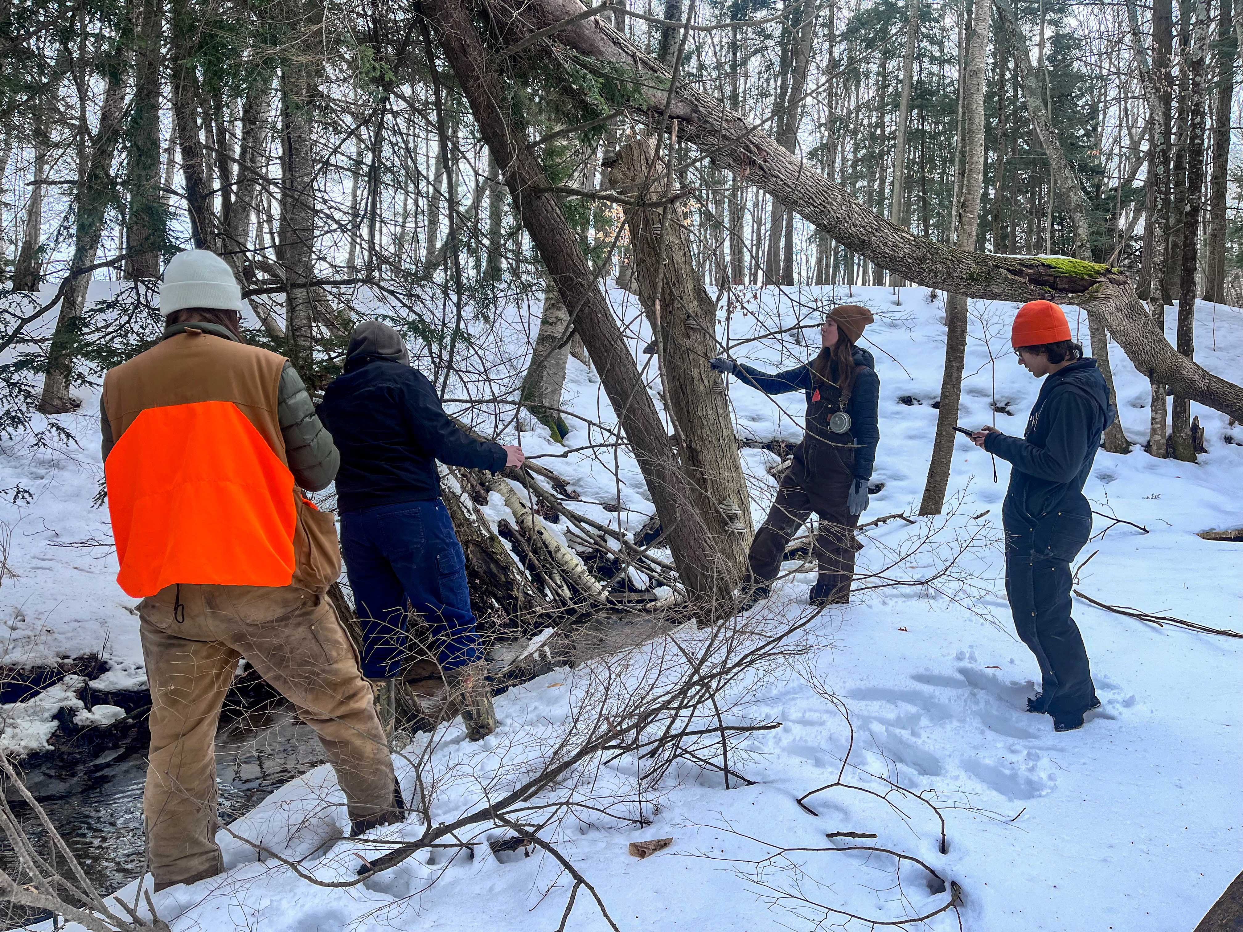 A survey crew checks hemlock branches for the hemlock woolly adelgid. Courtesy DNR.
