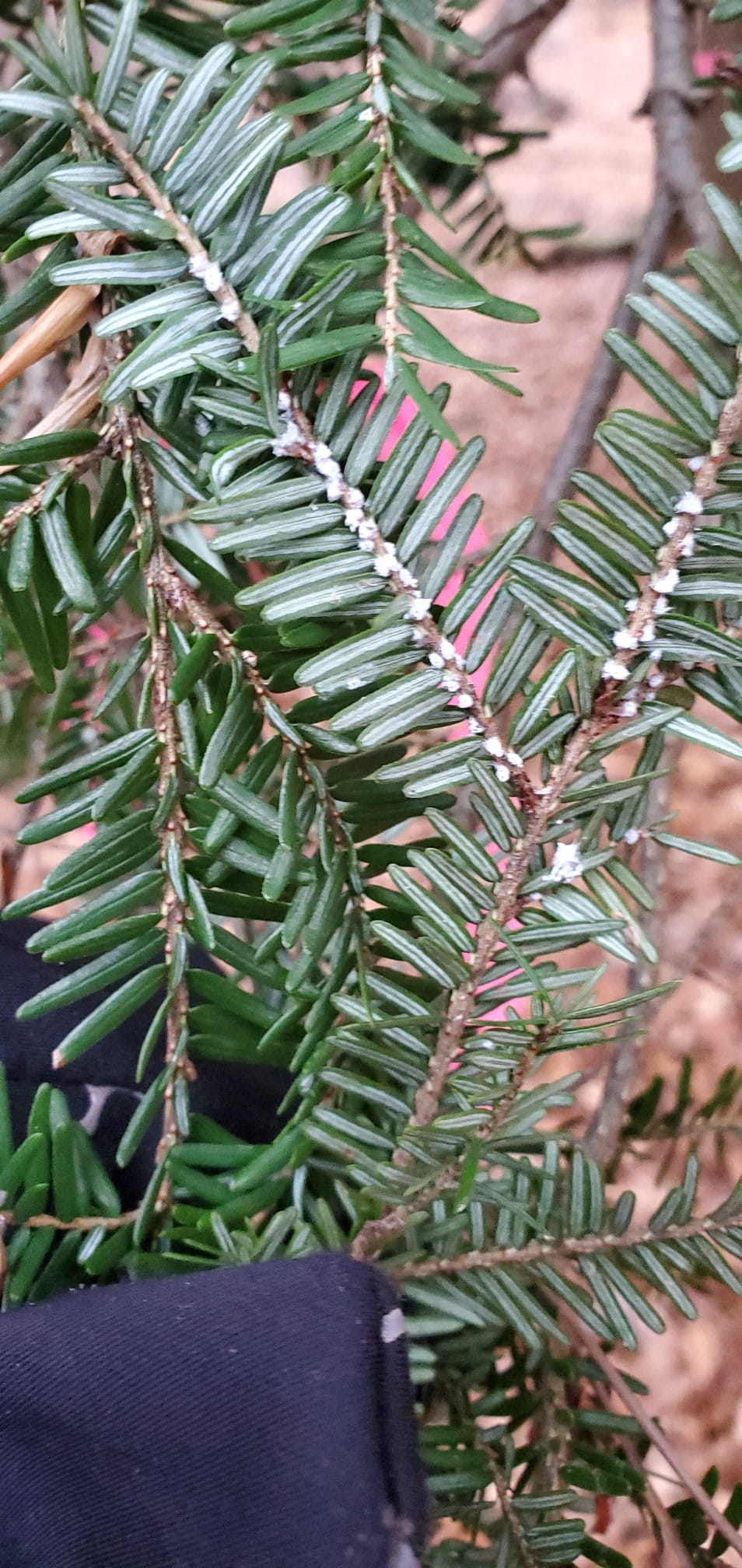 Leelanau Branch of Hemlock Wooly Adelgid