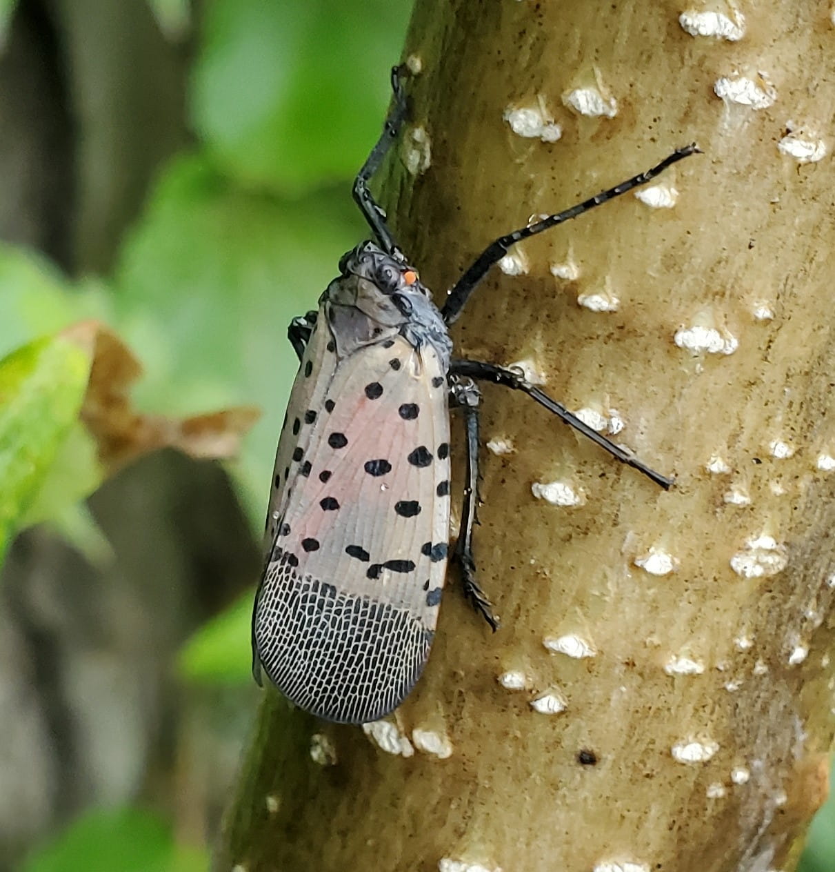 Spotted lanternfly close up