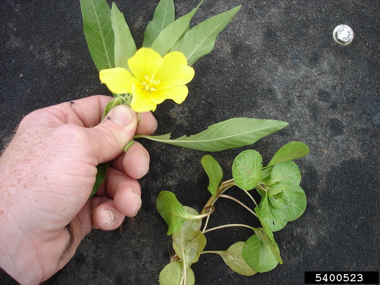 A five-petaled yellow flower and pointed leaves are characteristics of the invasive aquatic water-primrose species. Photo courtesy of Graves Lovell, Alabama Dept. of Conservation and Natural Resources, Bugwood.org