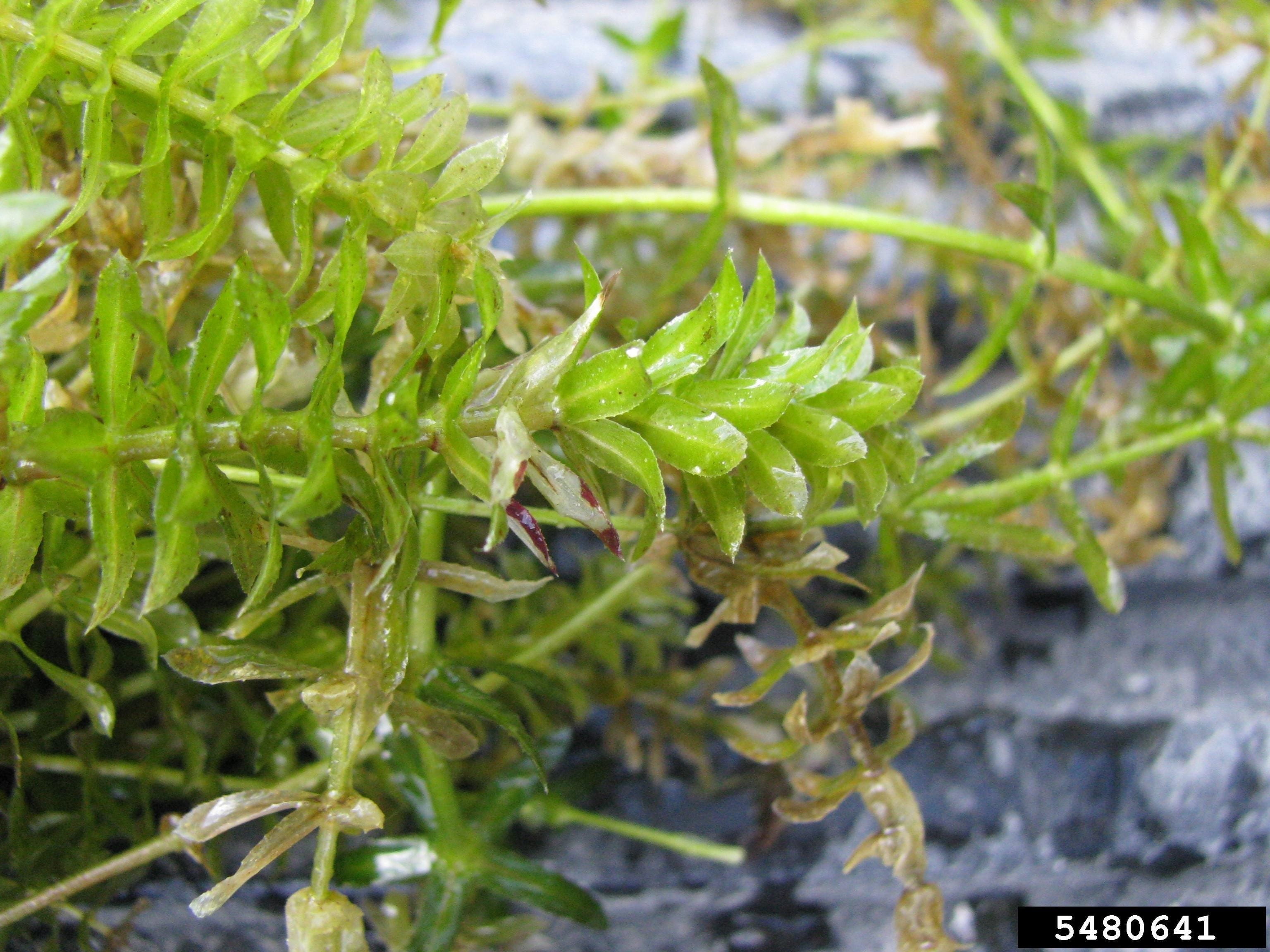 Close up of green hydrilla plants.