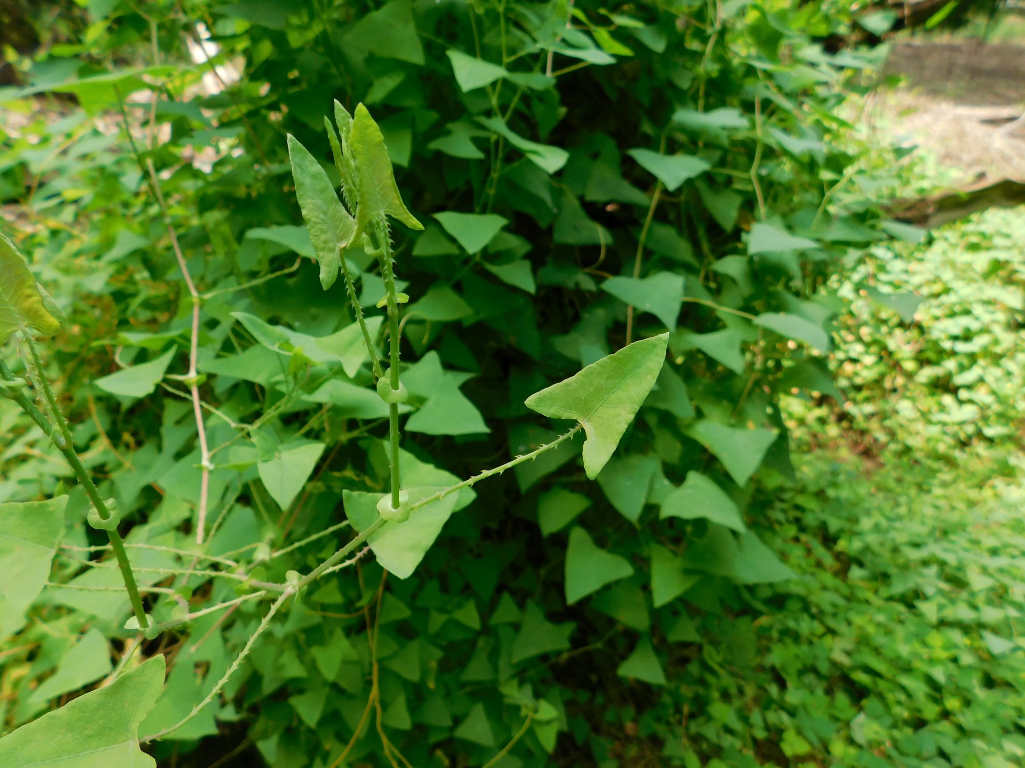 A mile-a-minute weed vine, showing arrow-shaped leaves, recurved thorns and a circular leaf to shield fruit.