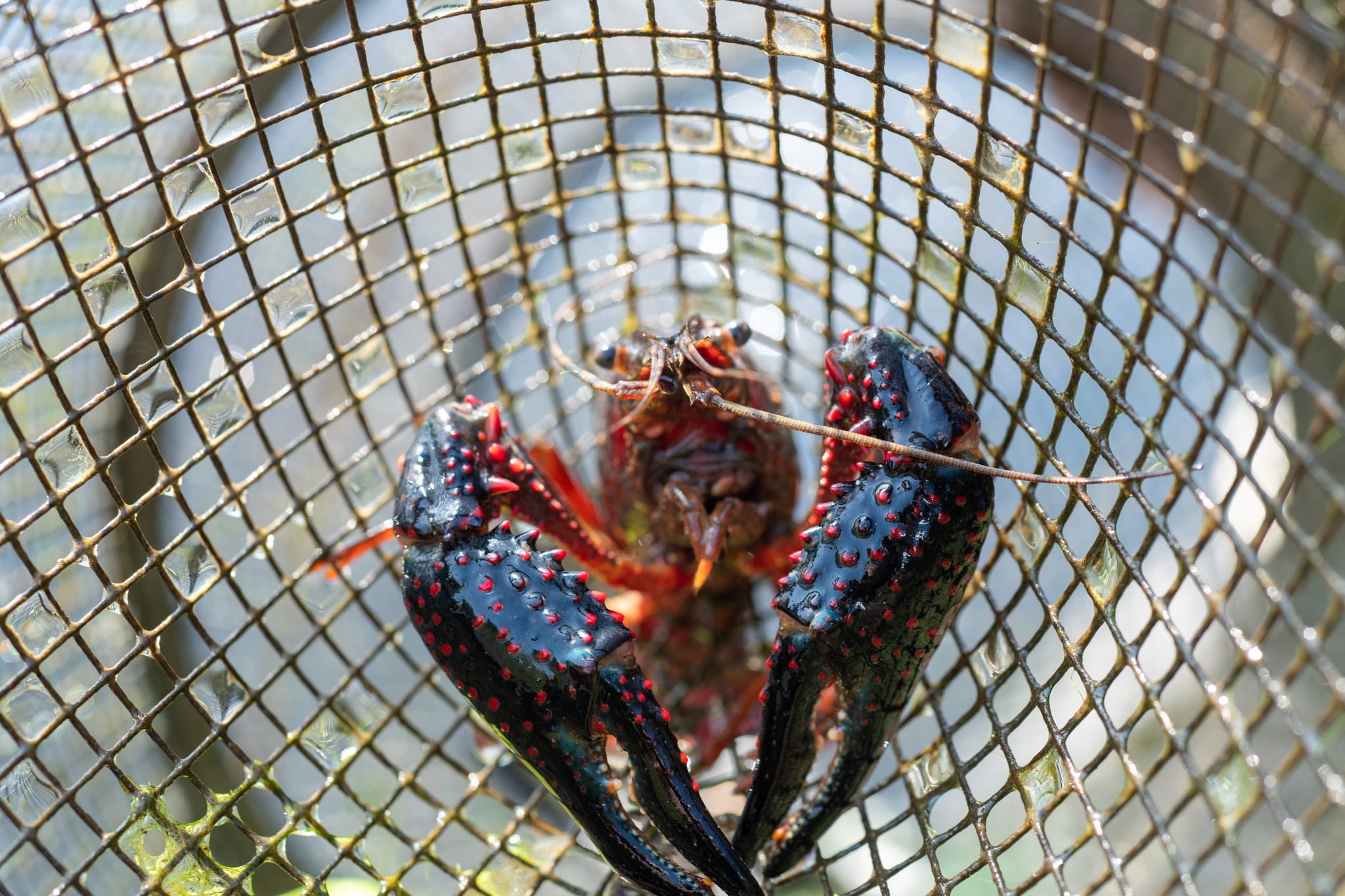 Invasive red swamp crayfish have been found in ponds and drainages in some areas of southeast Michigan.