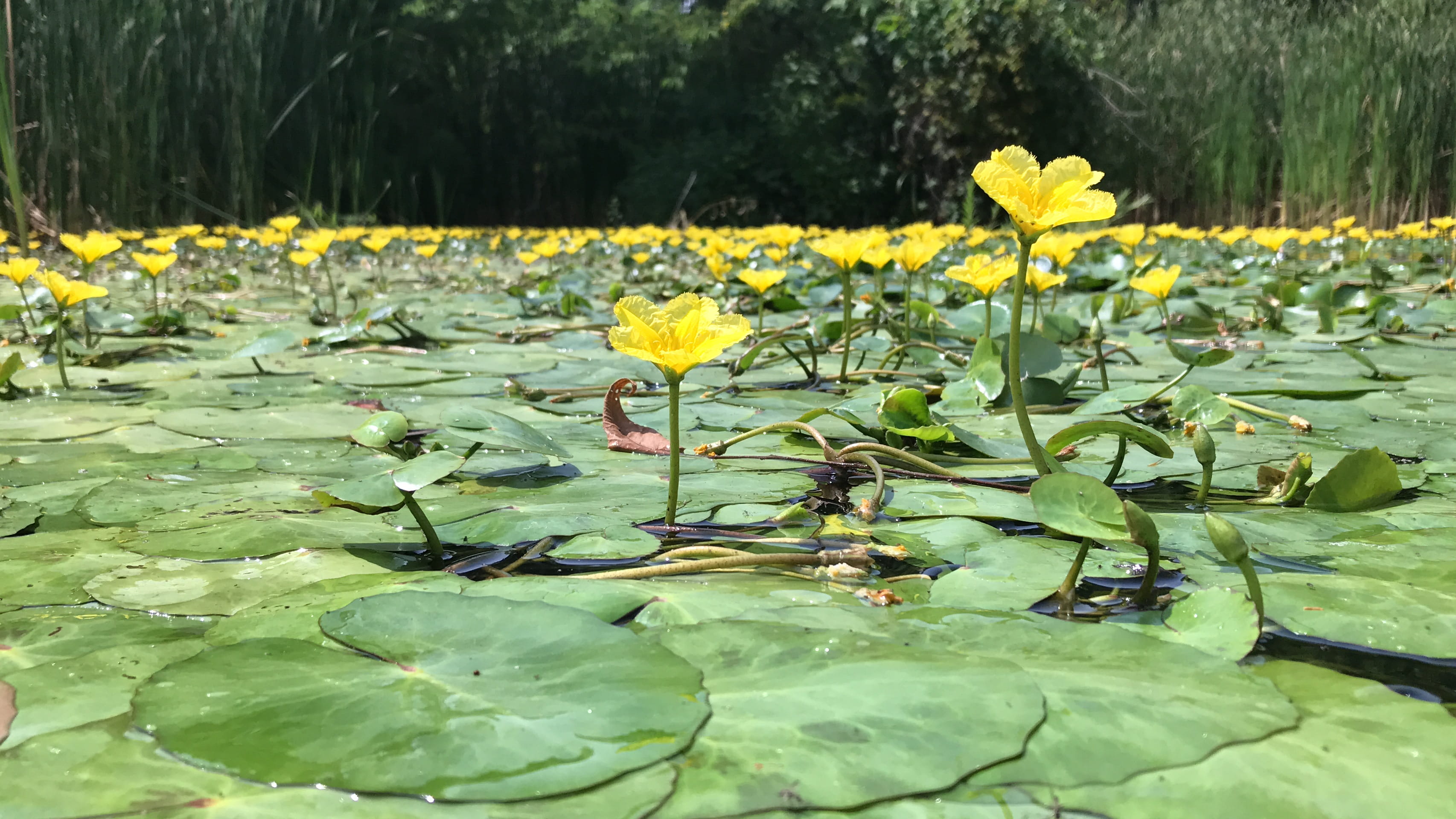 Yellow floating heart flowers emerging from the surface of a pond. The plant is dominating the entirety of the water's surface with large leaves similar to common water lilies. 