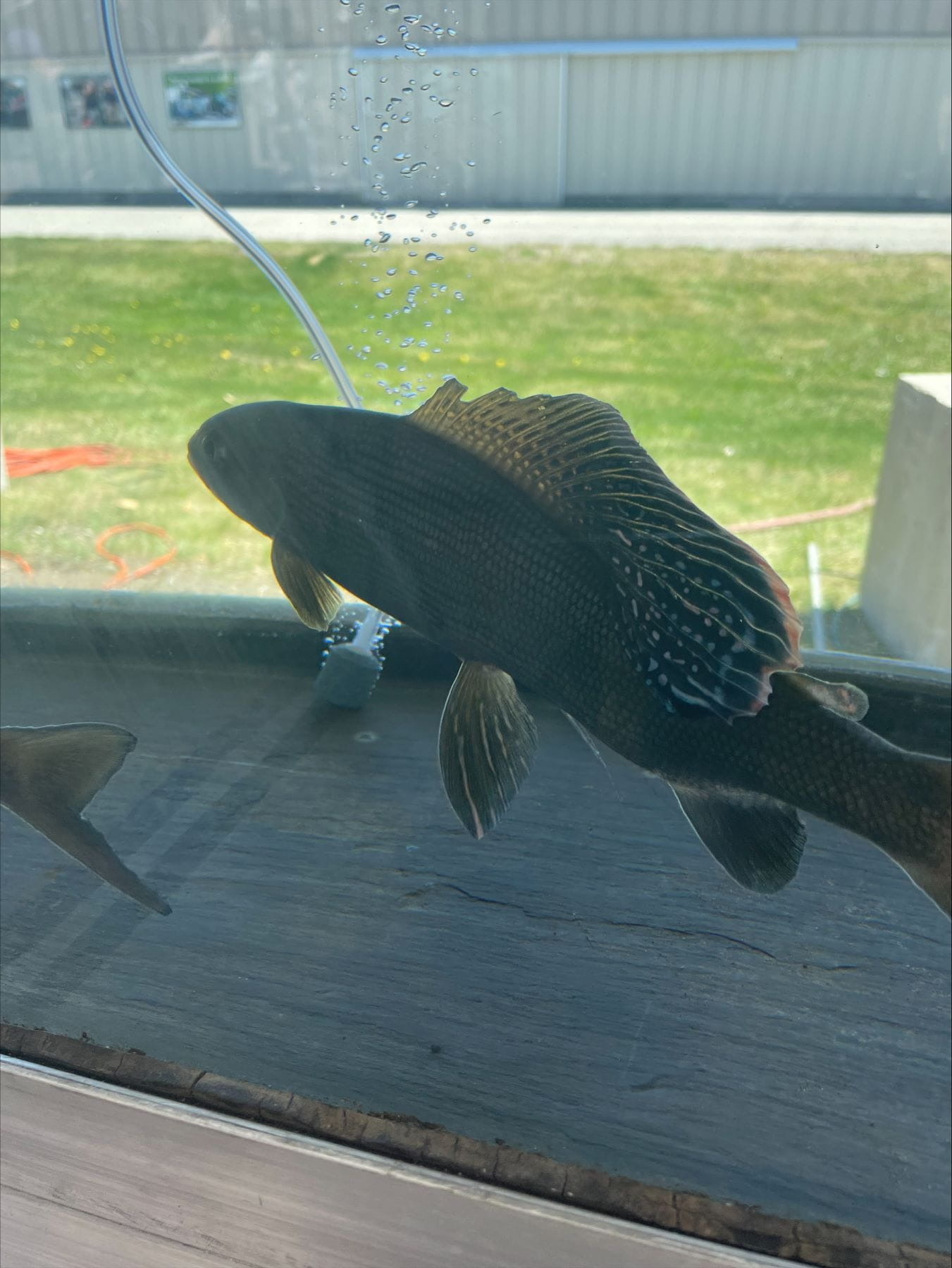 Arctic grayling in aquarium.