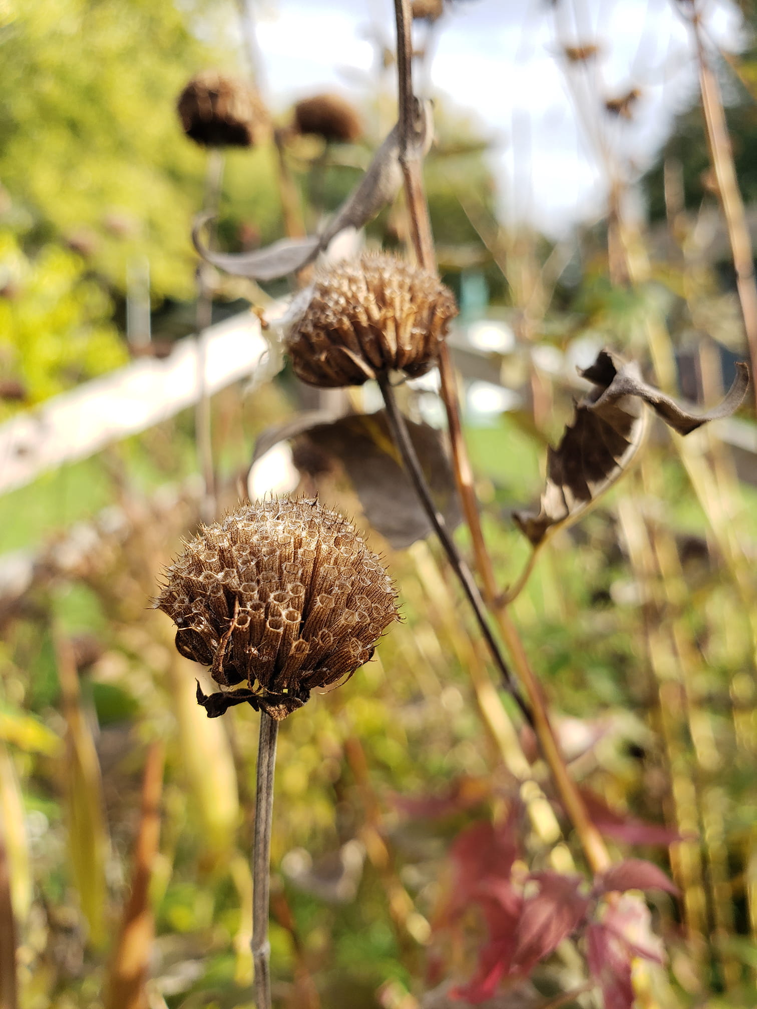 Bee balm plant
