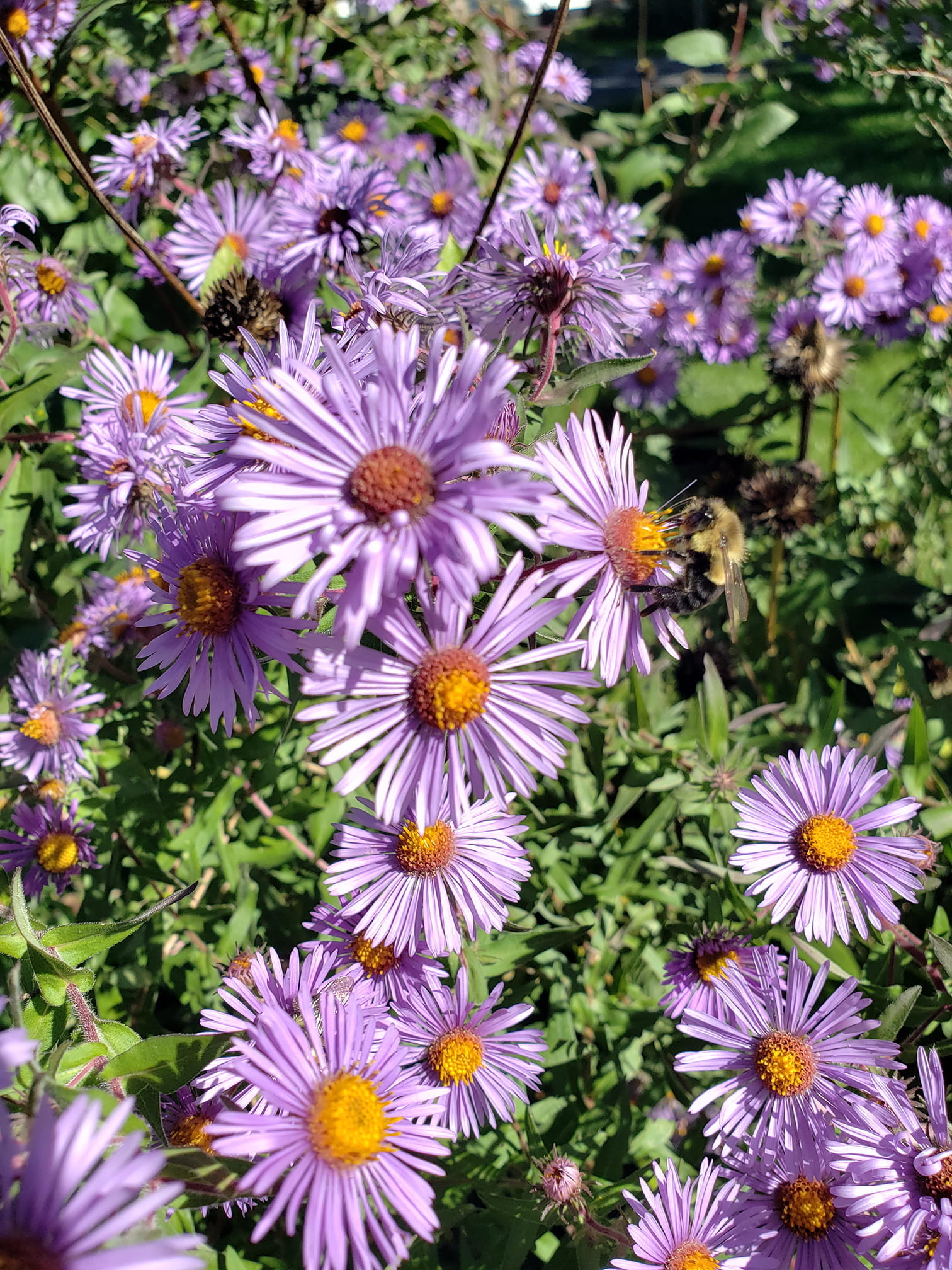 A bumblebee gathers nectar from an aster flower. (Photo by Rachel Coale)