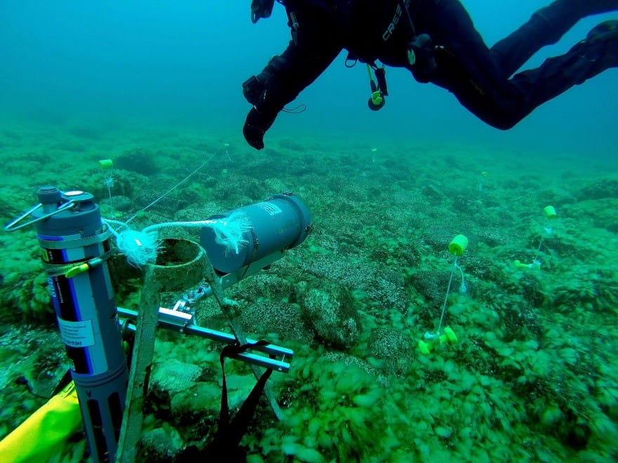 A diver checks equipment on a reef. Credit: Invasive Mussel Collaborative. 