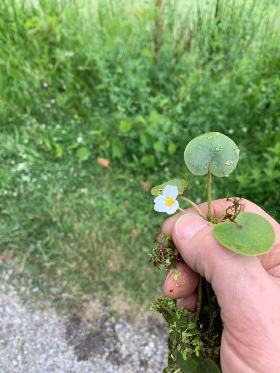 Invasive European frog-bit, resembling small water lilies, is often found in slow-moving water among cattails.