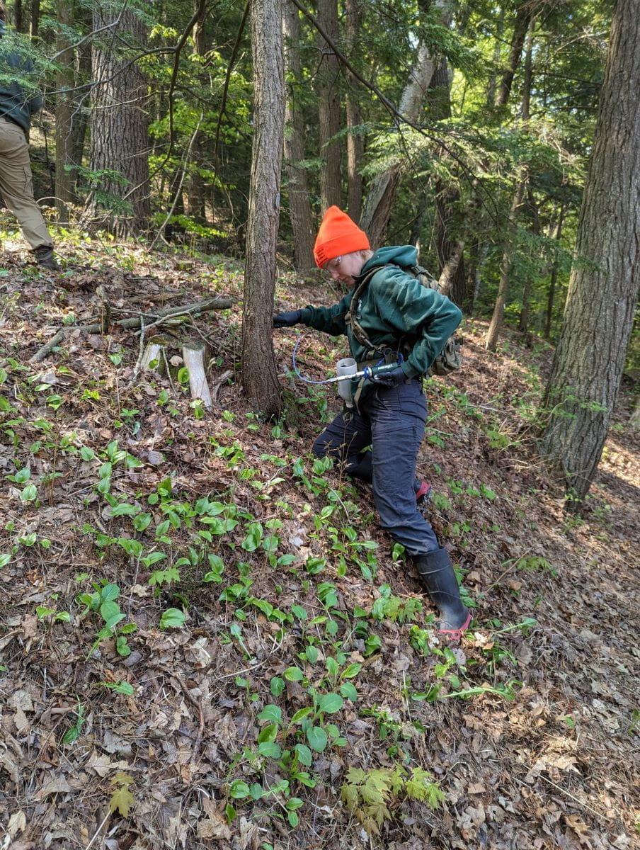 A hemlock woolly adelgid crew member injects a hemlock with insecticide. 