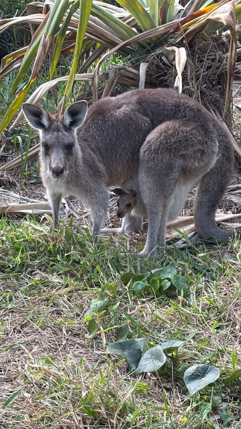 Great Lakes Senior Advisor and Strategist Emily Finnell took this photo of a kangaroo and her joey while in Australia to present at the 20th World Lake Conference in July.