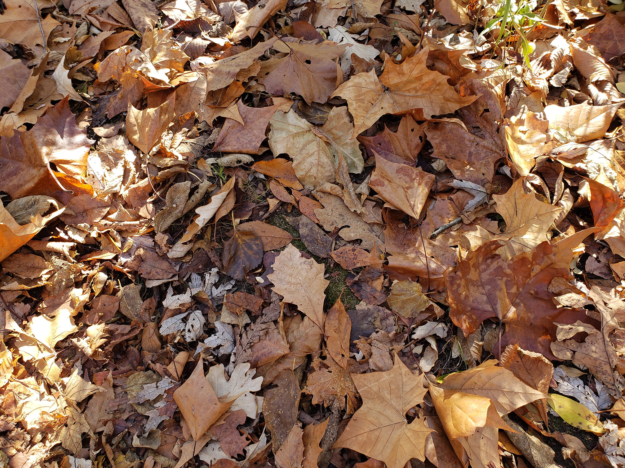 Fallen leaves on the ground