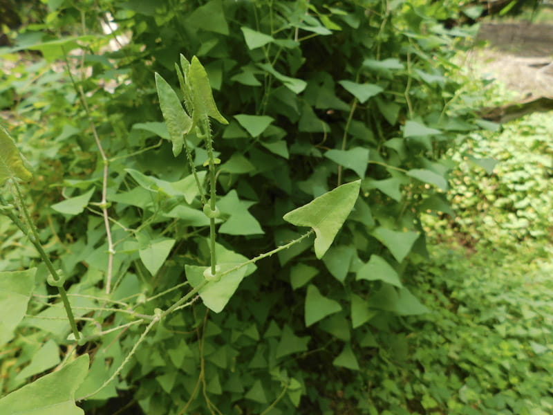 A mile-a-minute weed vine showing its triangular leaves and recurved barbs along the stems. Credit: April Savickas, BCK CISMA.