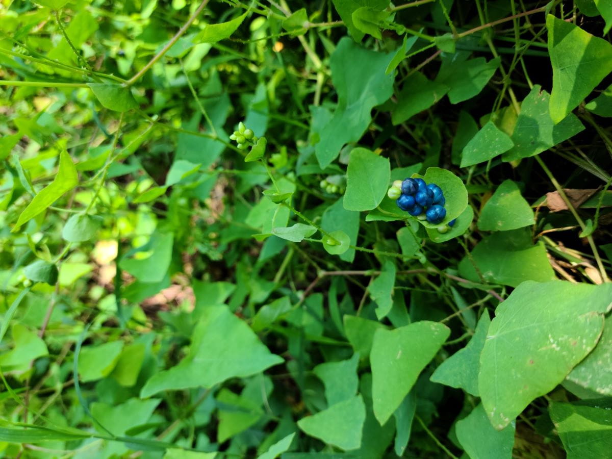 Invasive mile-a-minute weed is a fast-growing vine that smothers vegetation and is known for its sharp, hooked barbs.