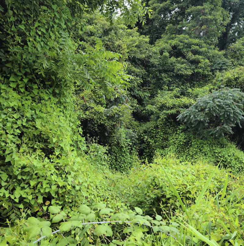 A mile-a-minute weed overtaking shrubs and trees. Credit: April Savickas, BCK CISMA.