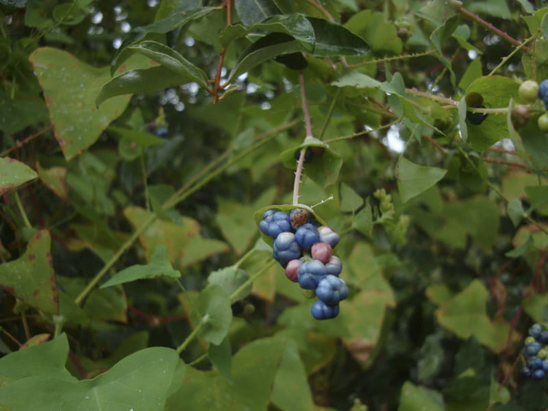 A mile-a-minute weed showing clusters of pea-sized fruit that can be various shades of blue to purple. Credit: April Savickas, BCK CISMA.