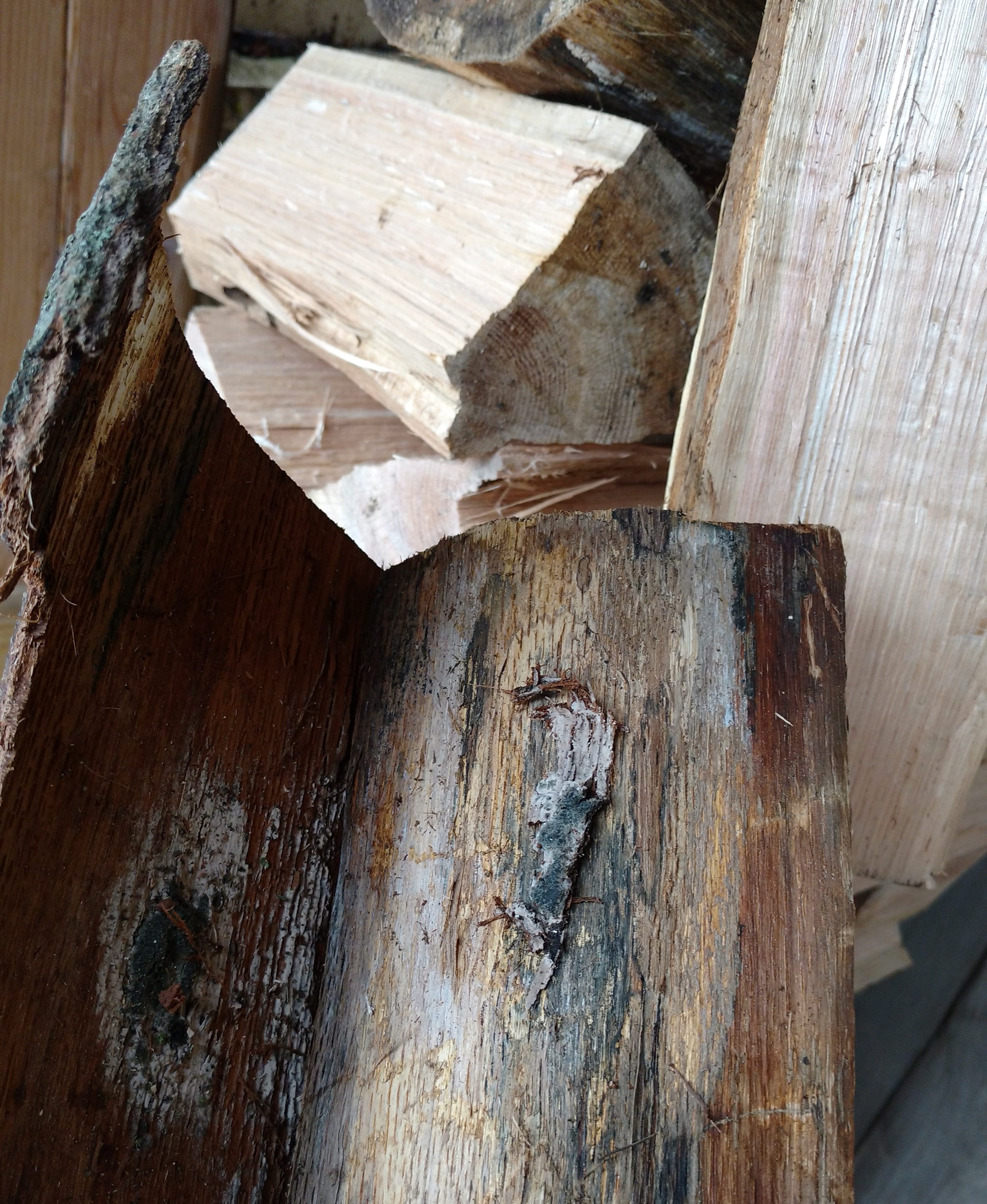 A gray and black oak wilt fungal pad found under the bark of an infected oak tree.