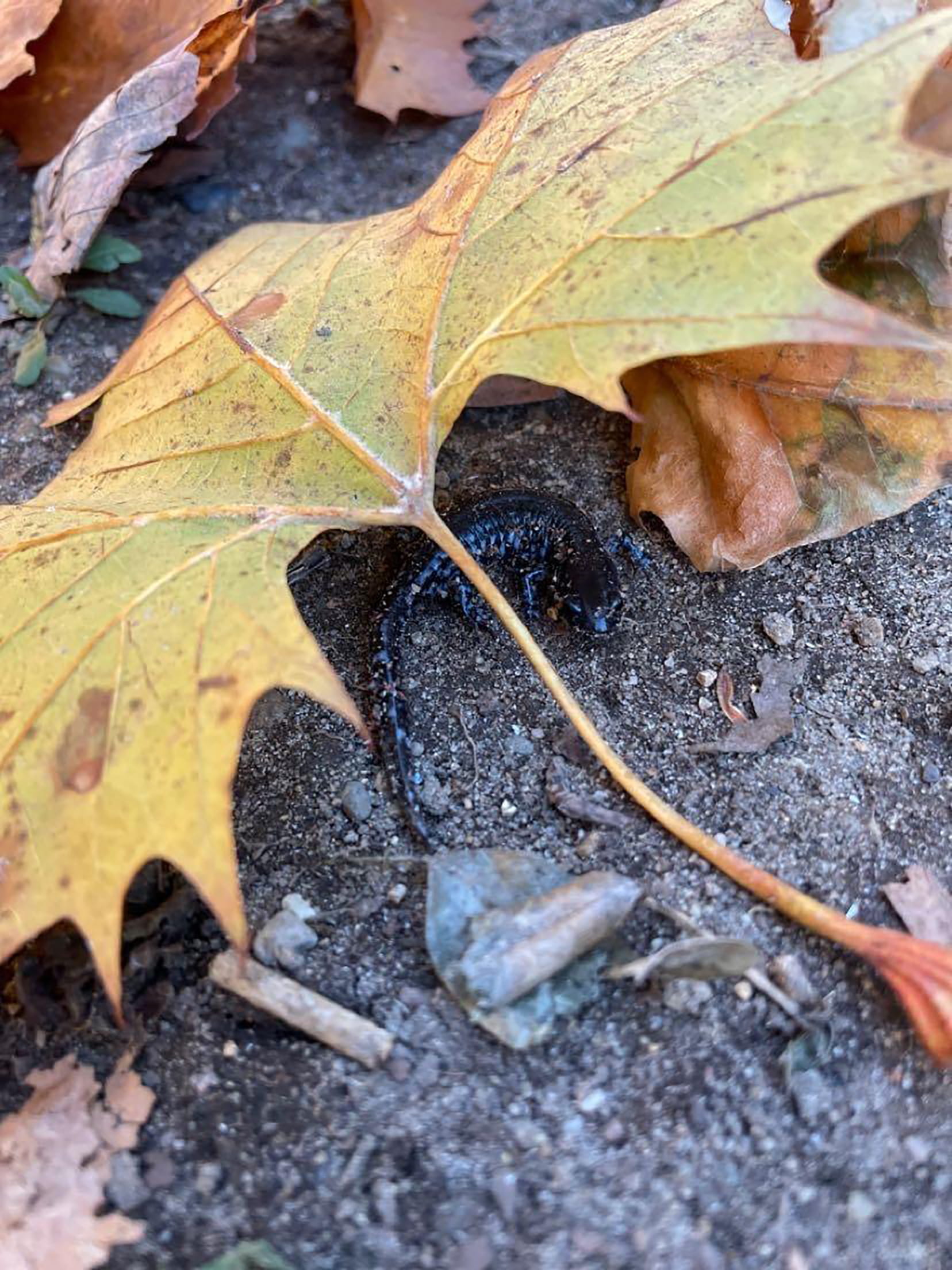 Salamanders burrowing under leaves and into the moist ground. Credit: Jessica Roy