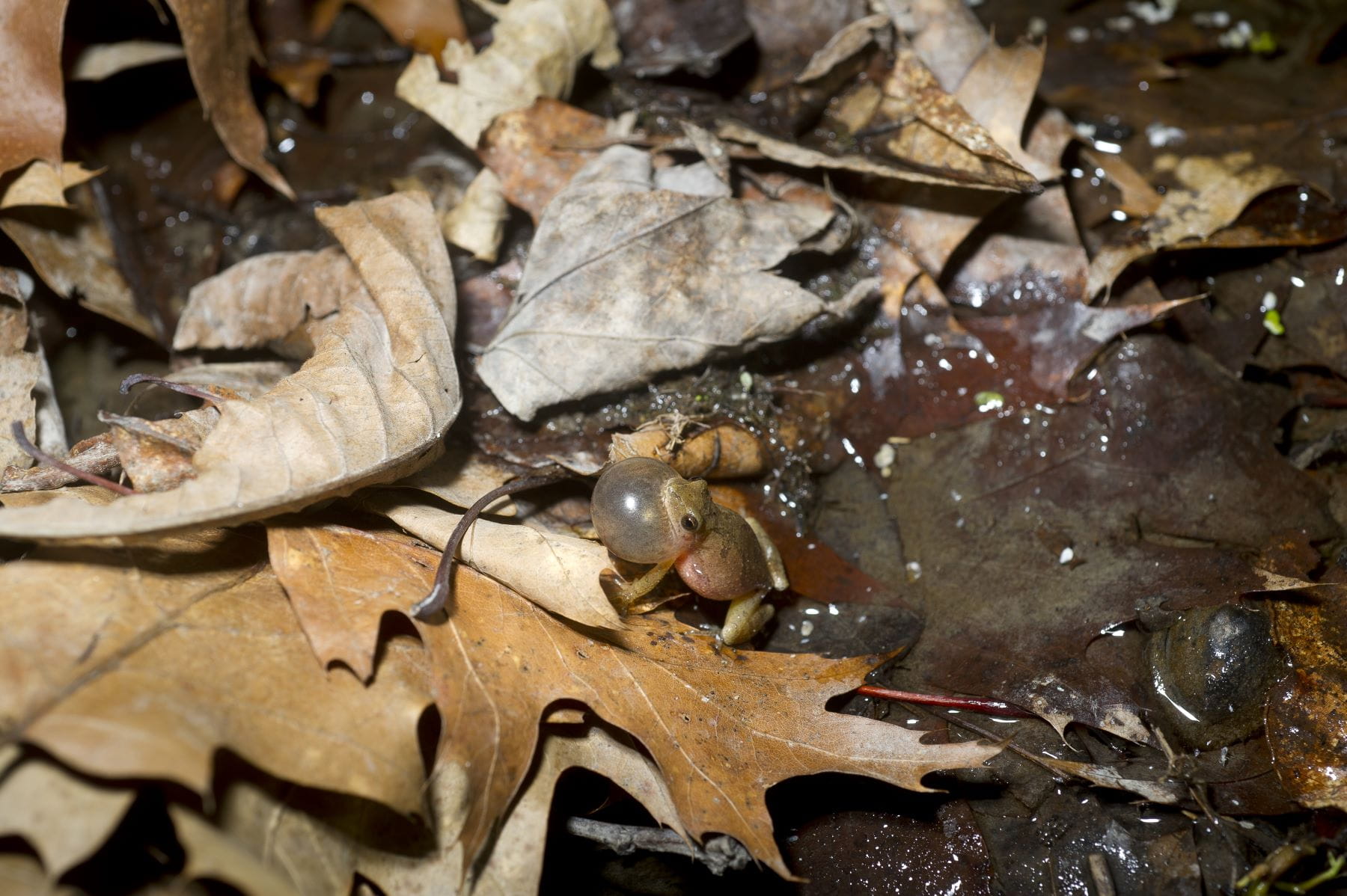 Spring peeper, peeping.