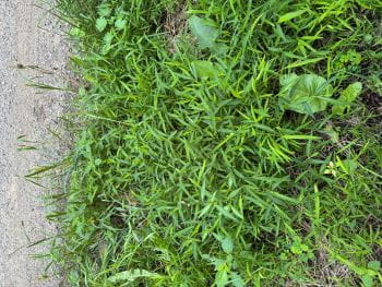 A patch of invasive stiltgrass detected in Barry State Game Area in a road right-of-way. DNR photo.