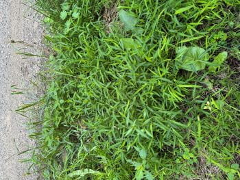 A patch of invasive stiltgrass detected in Barry State Game Area in a road right-of-way. DNR photo.