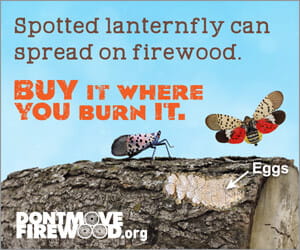 Two spotted lanternflies and a piece of firewood with eggs on it, with a message from DontMoveFirewood.org: Spotted lanternfly can spread on firewood. Buy it where you burn it. 