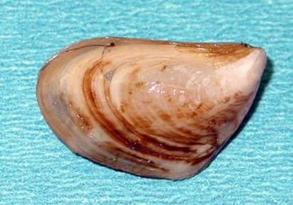 Small invasive quagga mussel. Credit: U.S. Geological Survey. 