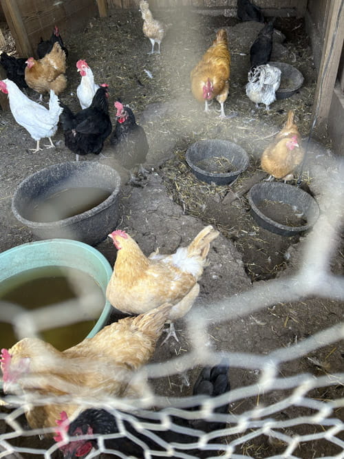 Chickens are part of an urban farm that surrounds the community center.