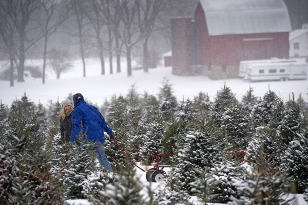 Two people harvesting a Christmas tree at a Christmas tree farm in Dimondale, Mich.