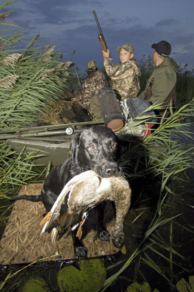 Duck hunters, with a dog, position their blind behind a stand of invasive phragmites at Pointe Mouillee State Game Area. Credit: Photo Michigan DNR.