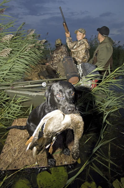 Duck hunters, with a dog, position their blind behind a stand of invasive phragmites at Pointe Mouillee State Game Area. Credit: Photo Michigan DNR.