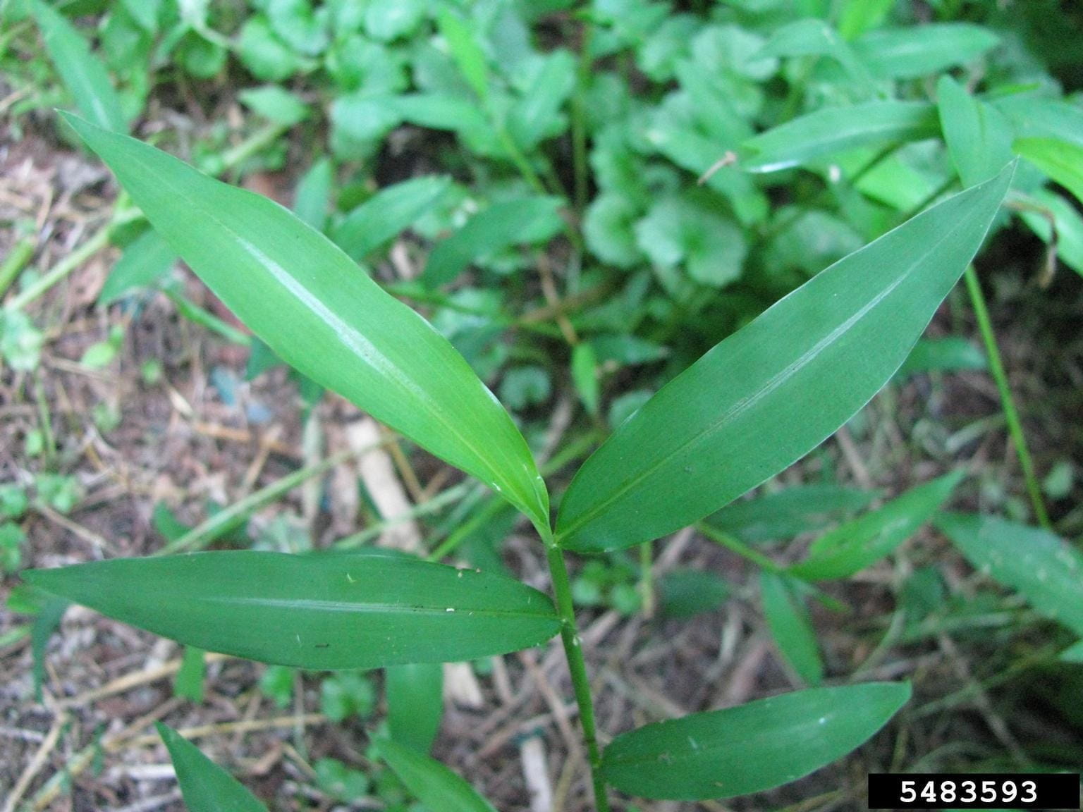 Stiltgrass leaves come to a point at both ends and often have a silvery stripe or mid-rib near the middle. Photo courtesy Leslie J. Mehrhoff, University of Connecticut, Bugwood.org.