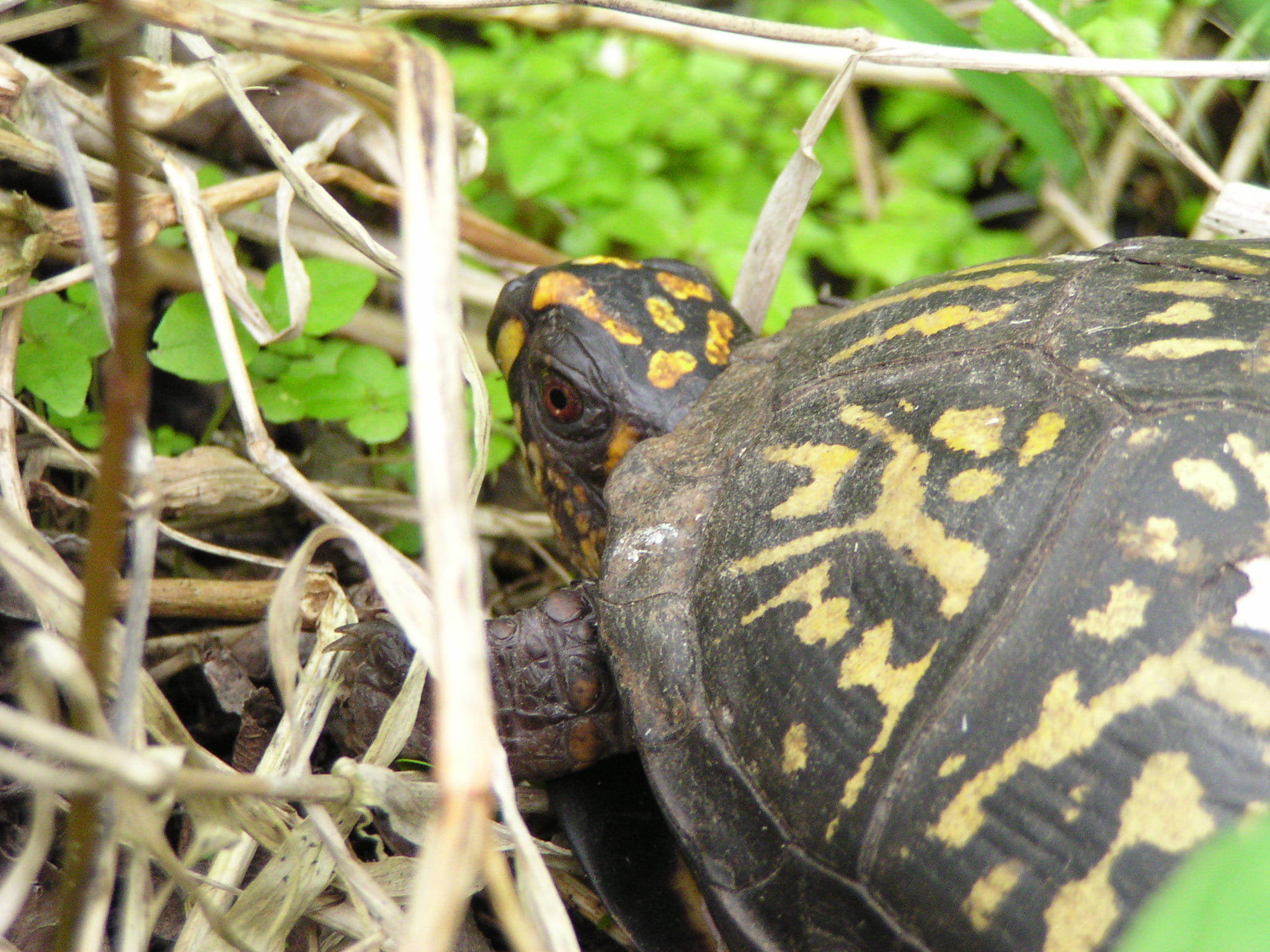 Eastern box turtle hatchling. 