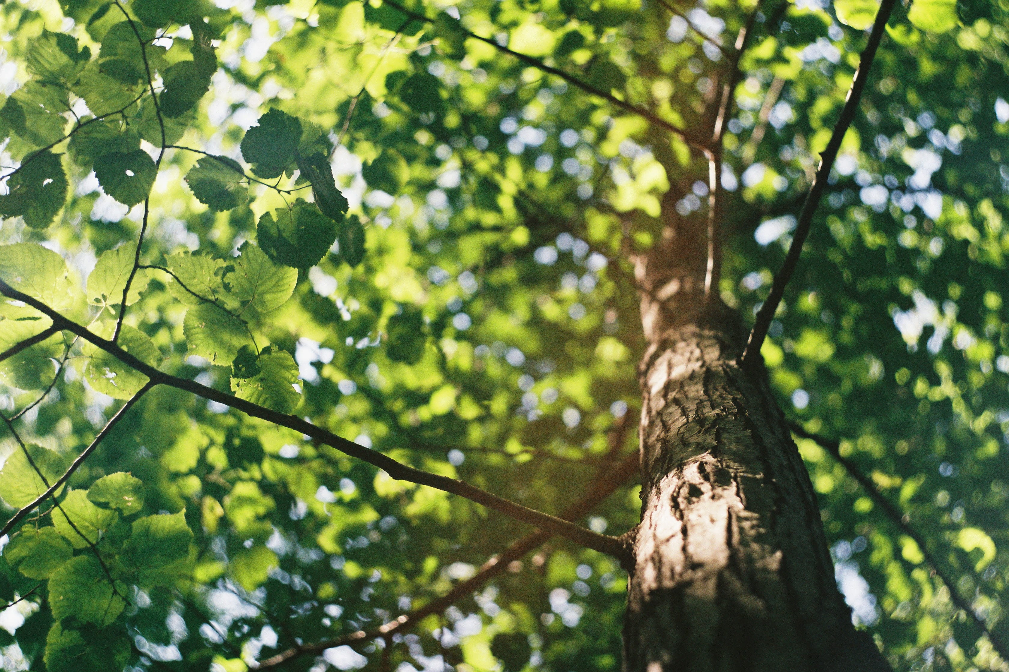 Image of a Tree