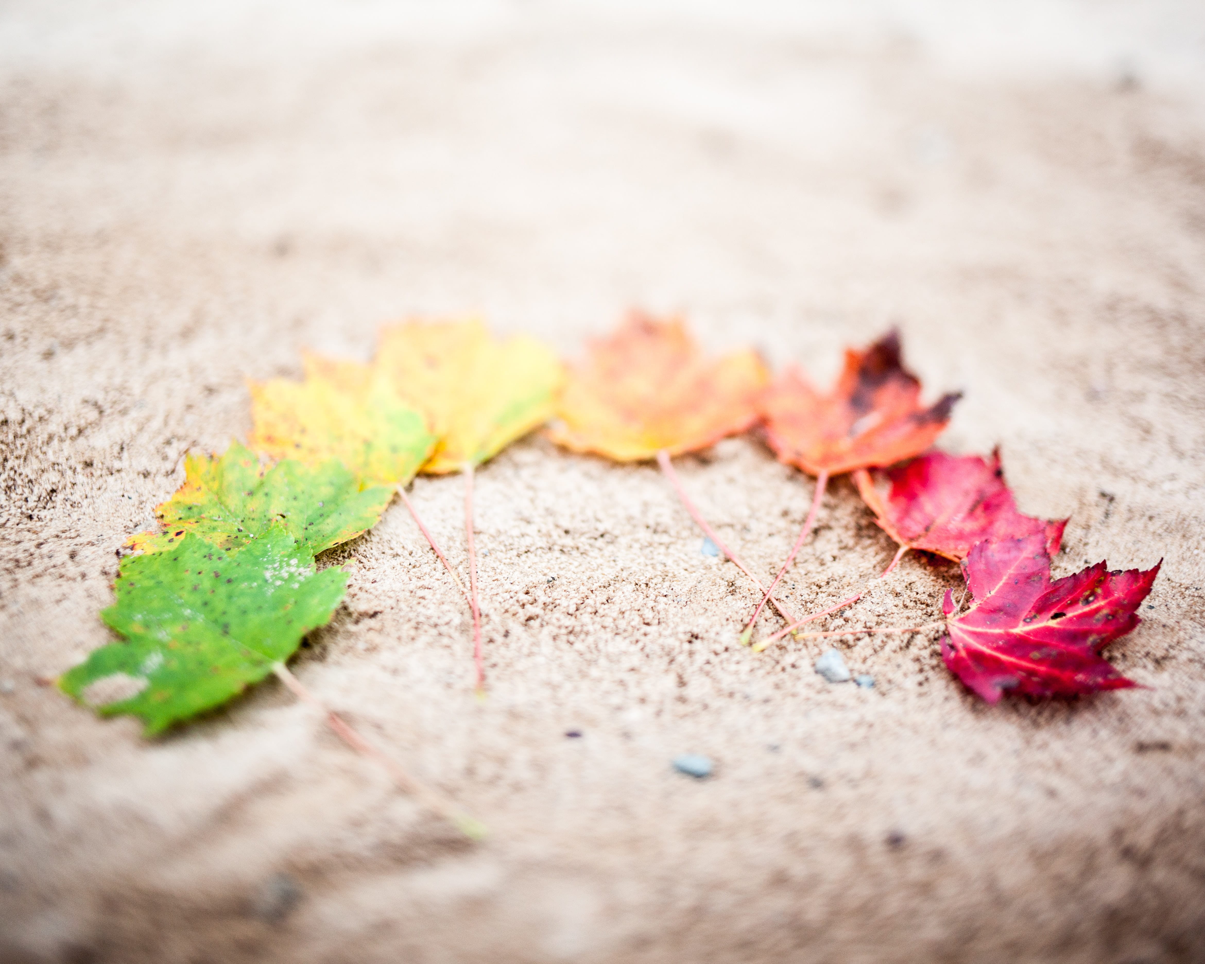 leaf image
