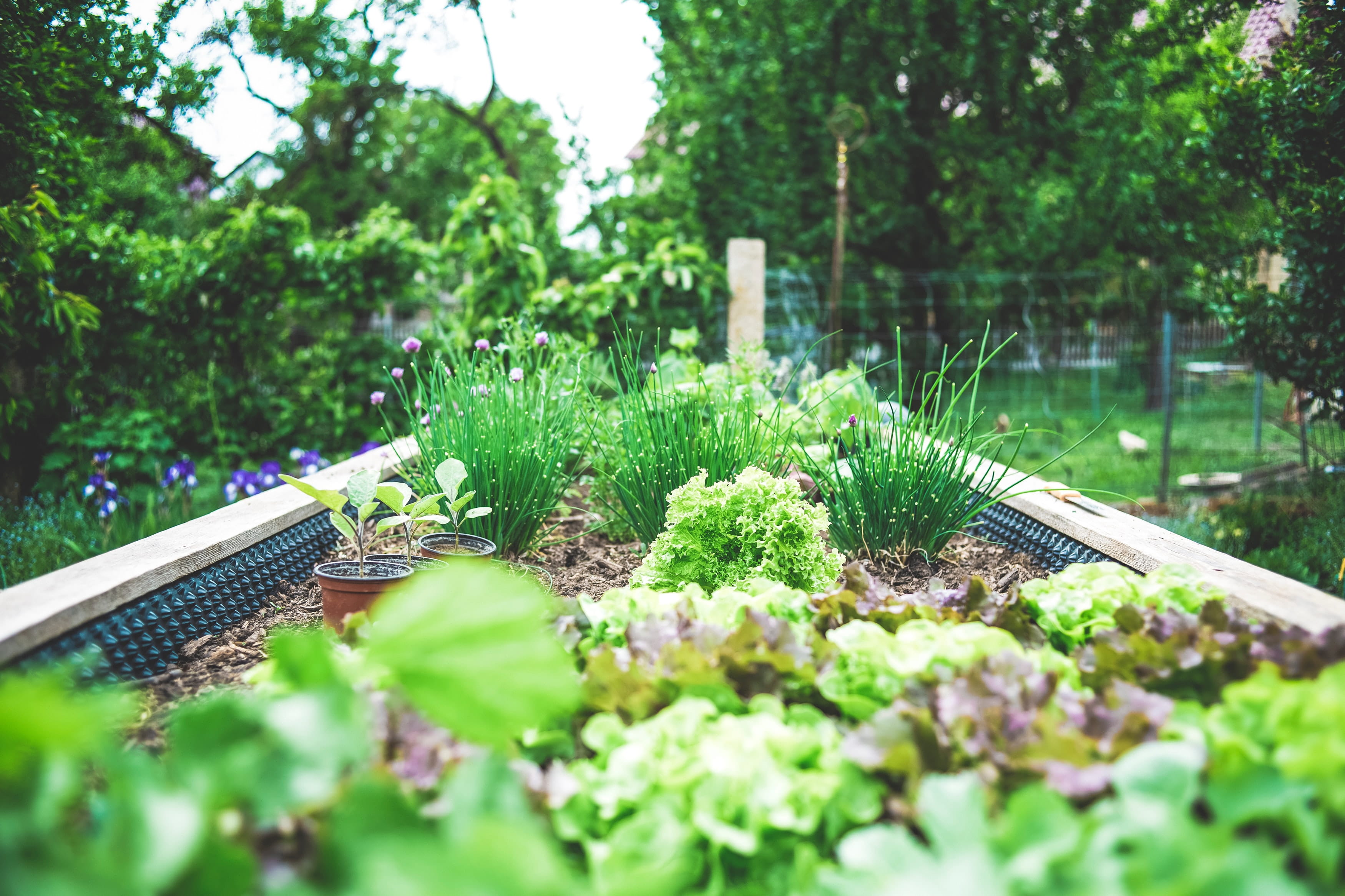 Garden image