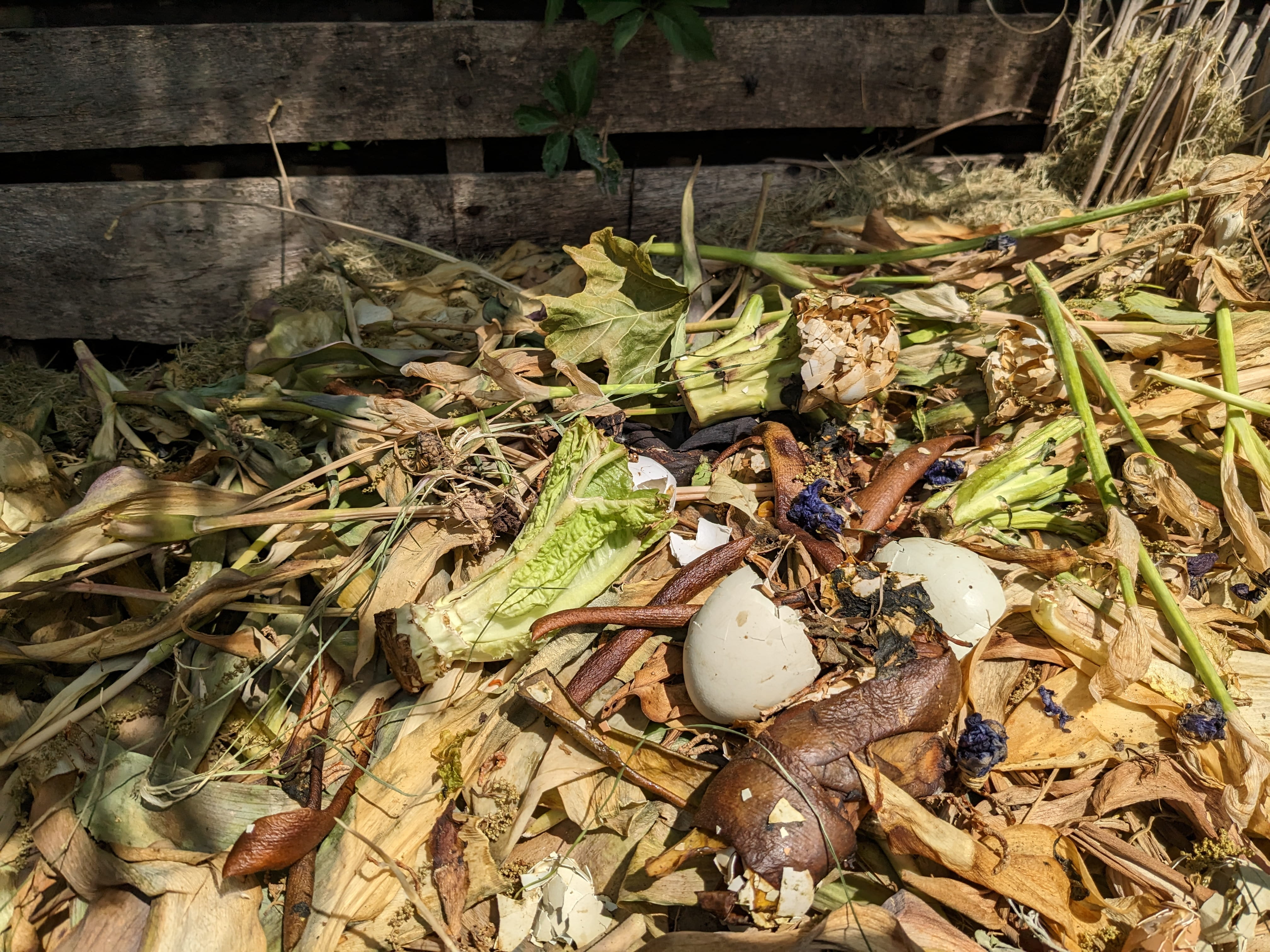 Food decomposing in a compost bin. Courtesy of Kent Walters.