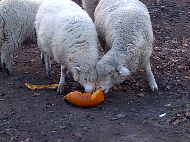 Sheep eating pumpkins dropped off at the collection site in Delhi Township. Courtesy of Delhi Township.
