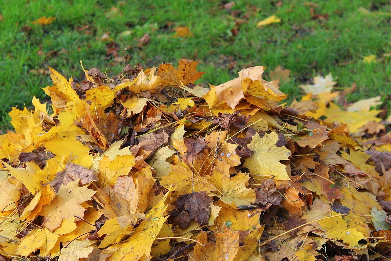 Heap of autumn leaves.