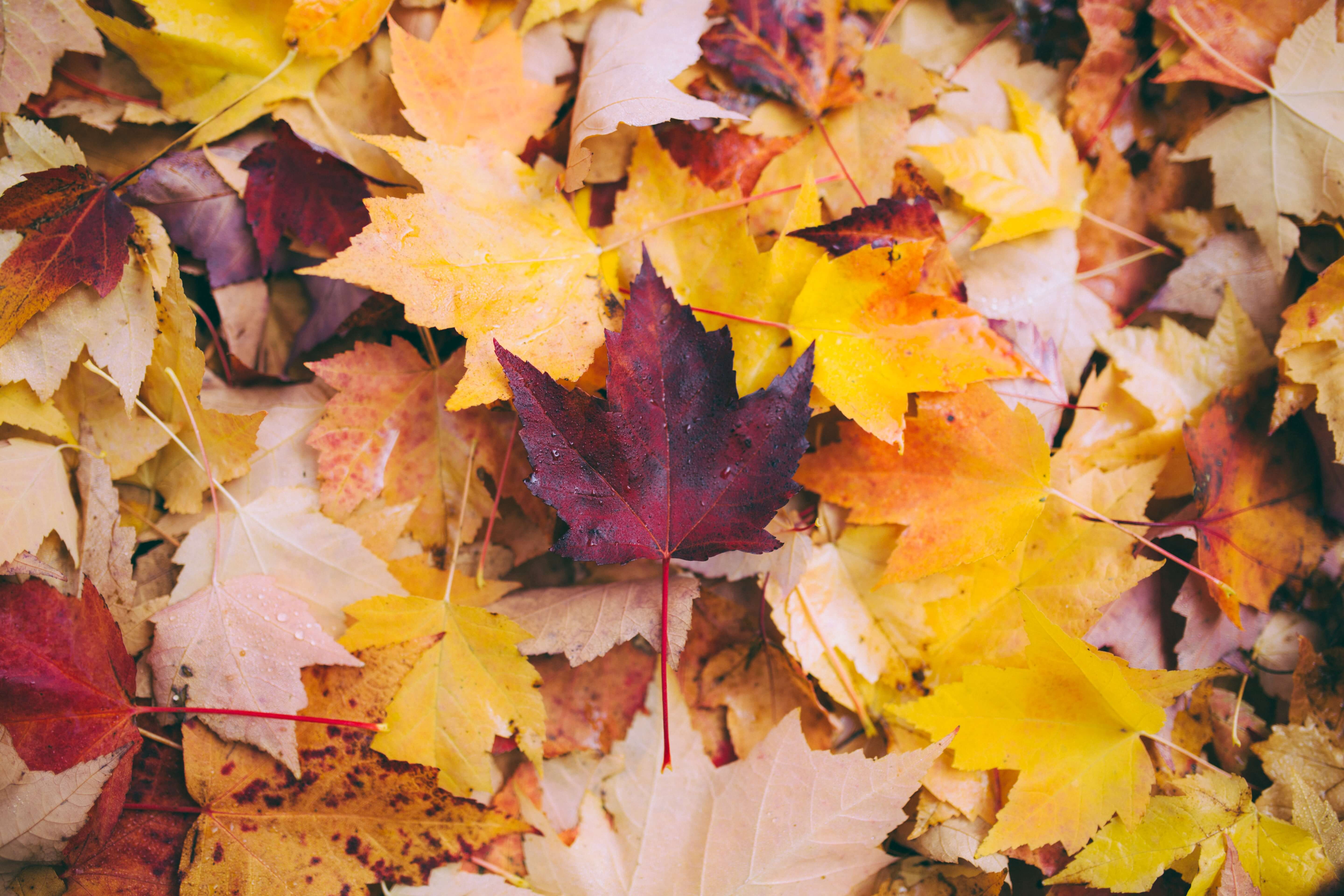 up close of red, yellow and orange fallen maple leaves