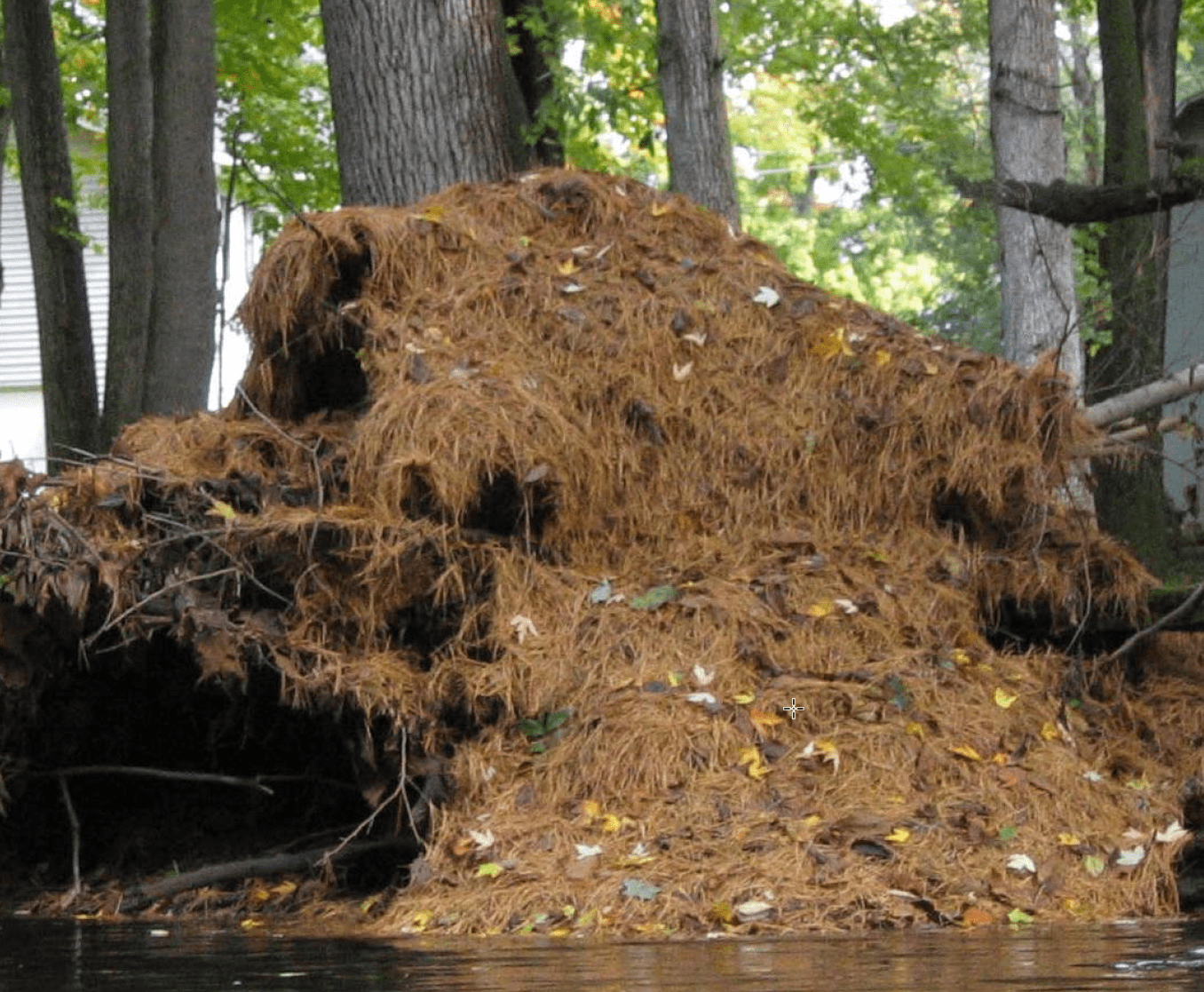 leaf litter pile falling into a river