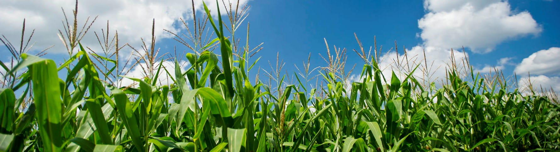 a cornfield against a blue sky