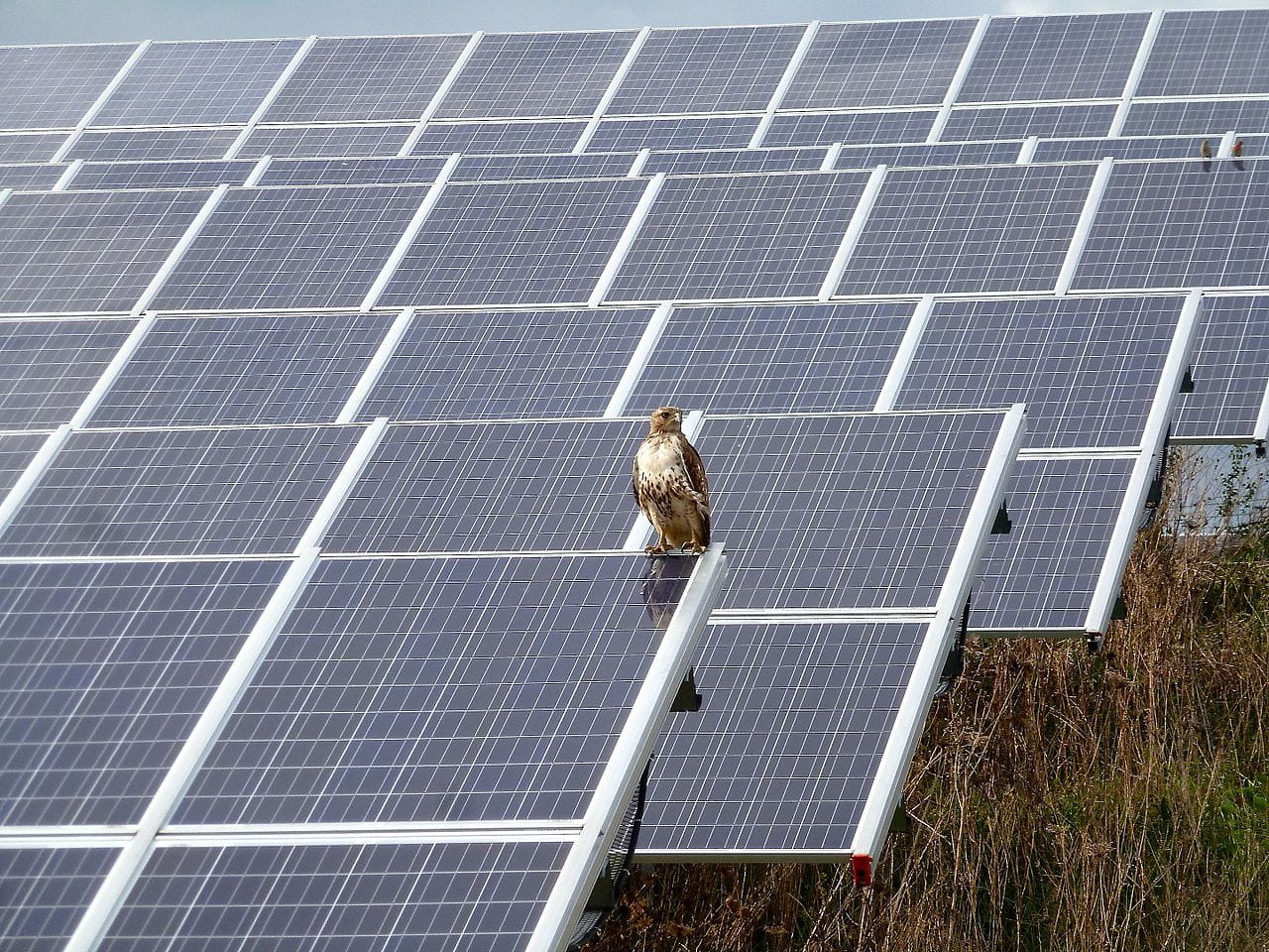 Red Tailed Hawk Perched on Solar Panels