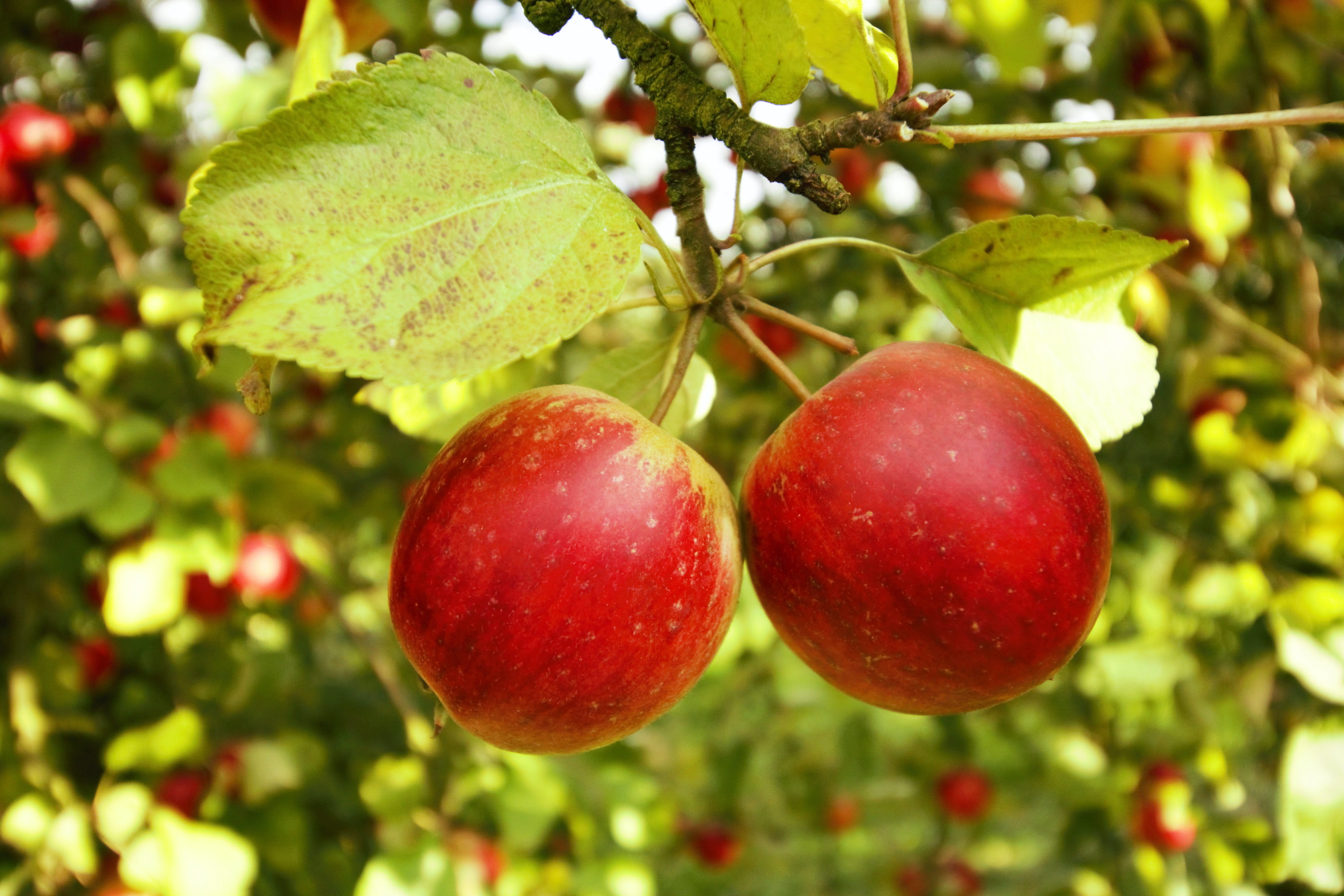 Image of apples hanging from a tree