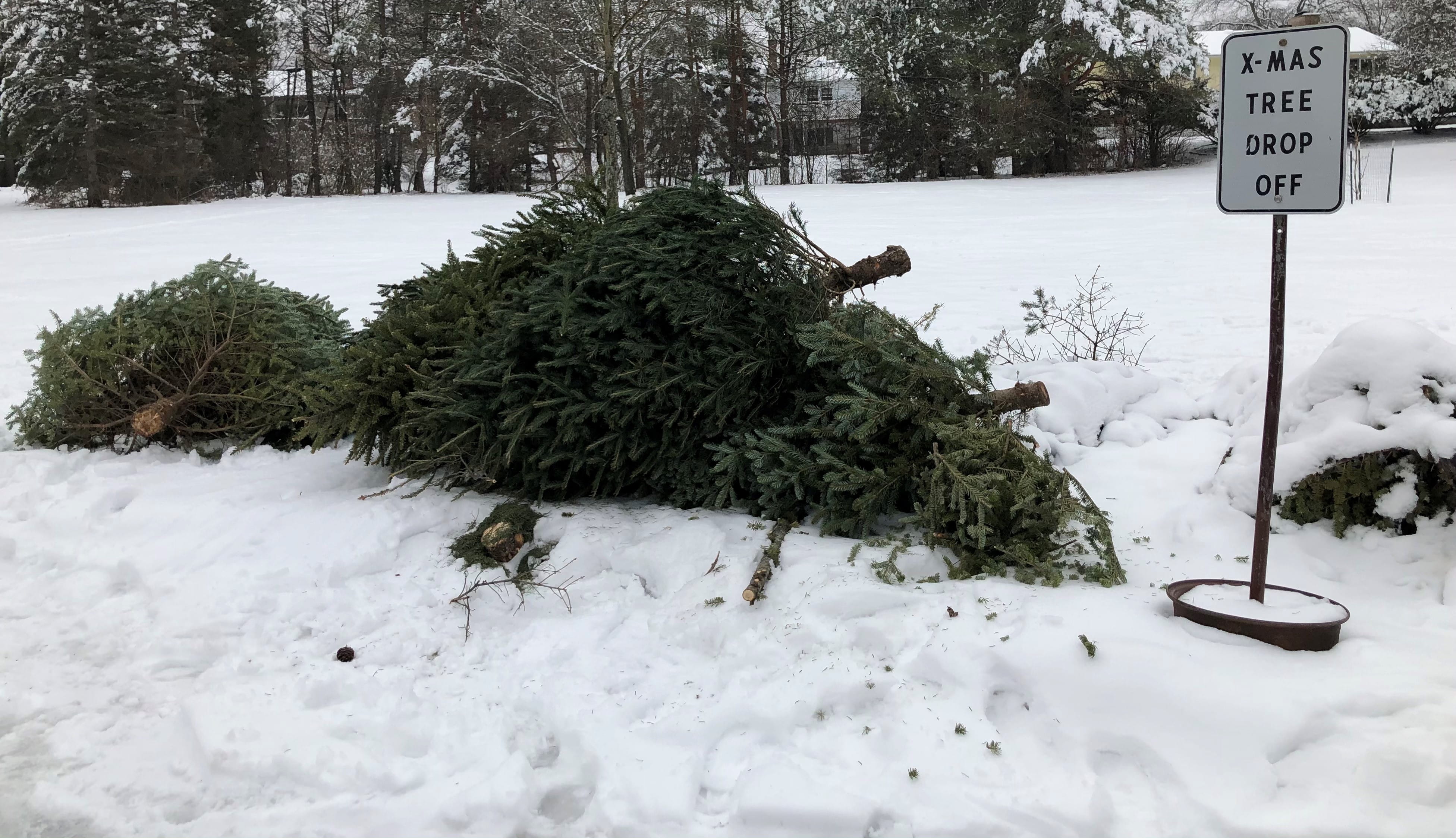 Christmas tree recycling drop-off site in East Lansing, Mich.