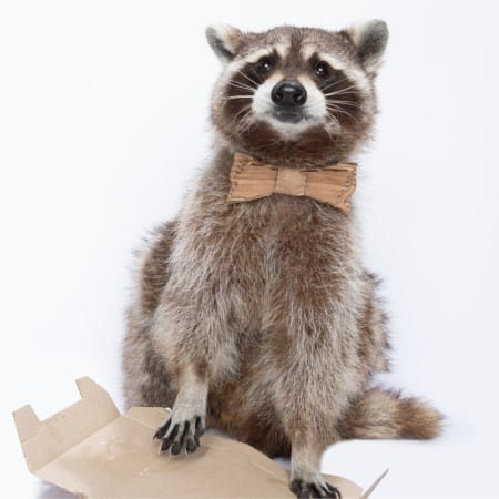 Carlos Cardboard Recycling Raccoon 