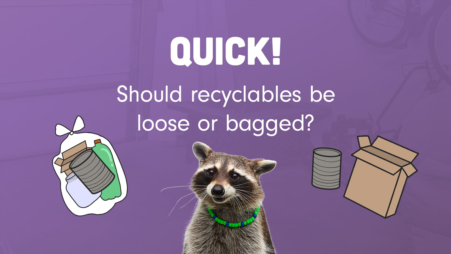 Quick! Should recyclables be loose or bagged? with Recycling racoon and recyclables 